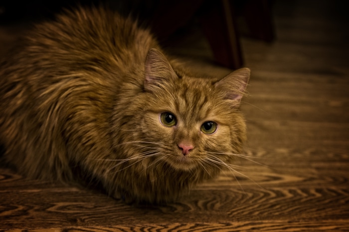 Orange fluffy cat on wooden floor 4K