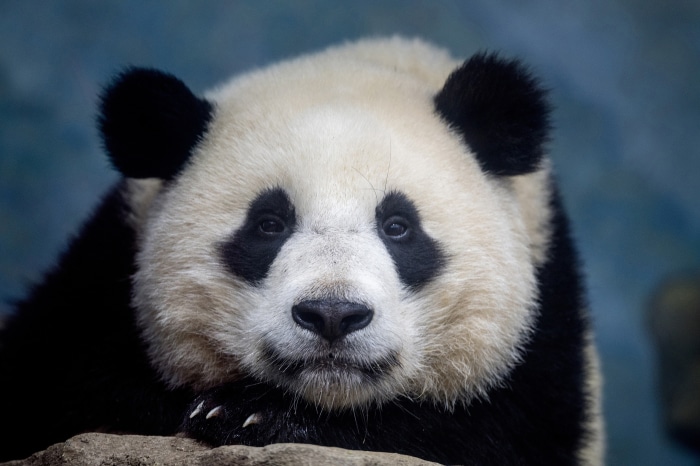 Close-up of a Giant Panda