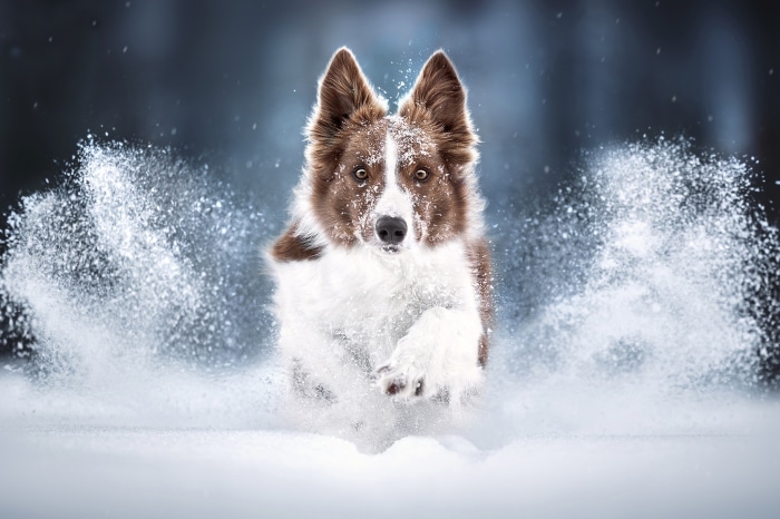 Brown and white Border Collie running in snow