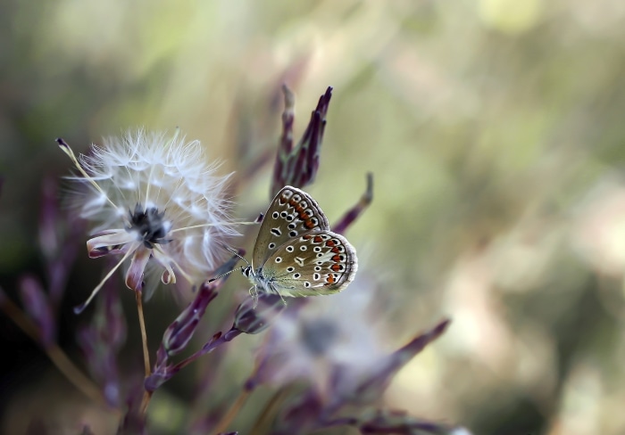 Butterfly on a dandelion