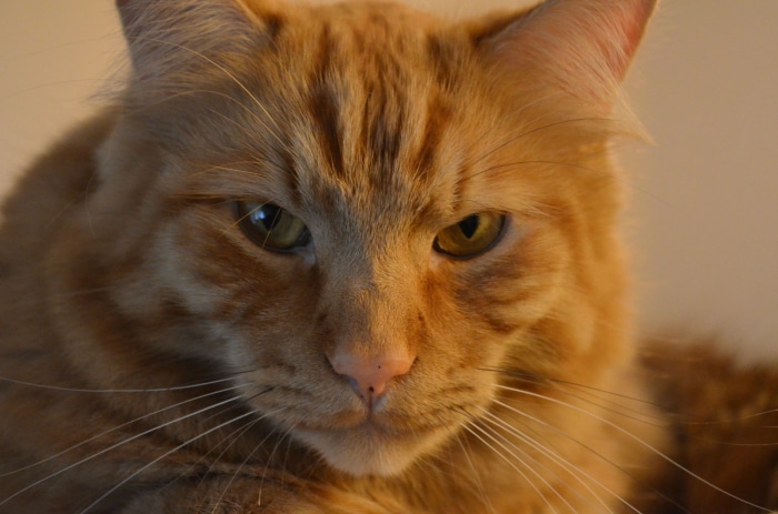 Close-up of an orange tabby cat's face