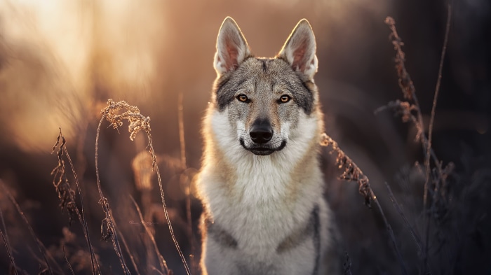 Czechoslovakian Wolfdog in a field at sunset