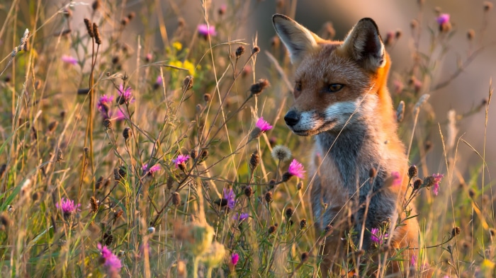 A red fox sits in a field of wildflowers
