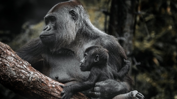 Mother and Baby Gorilla on Tree Branch