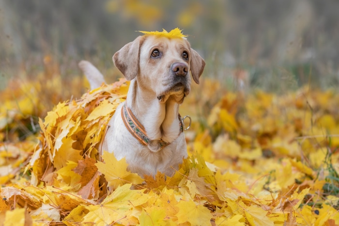Labrador Retriever in Fall Leaves