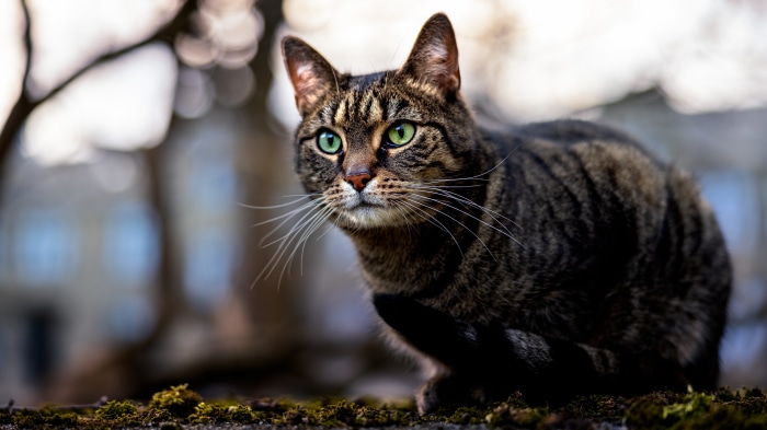 Tabby Cat with Green Eyes in 4K