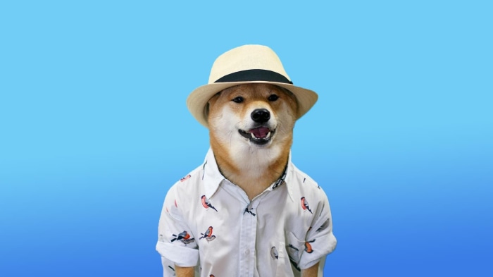 Doge wearing a hat and shirt