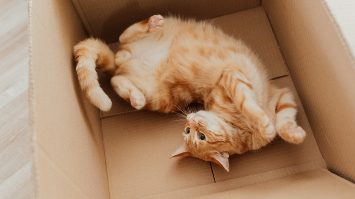 Orange tabby cat lying in a cardboard box