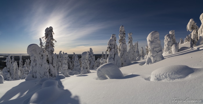 Snow-covered trees in Riisitunturi National Park, Finland