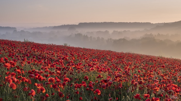 Field of red poppies in the fog at sunrise