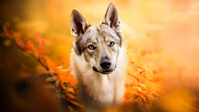 Wolfdog in autumn foliage