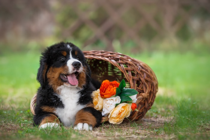 Bernese Mountain Dog puppy in a basket with flowers