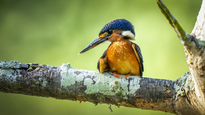 Kingfisher perched on a branch 4K