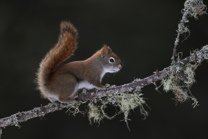 Red squirrel on a lichen-covered branch
