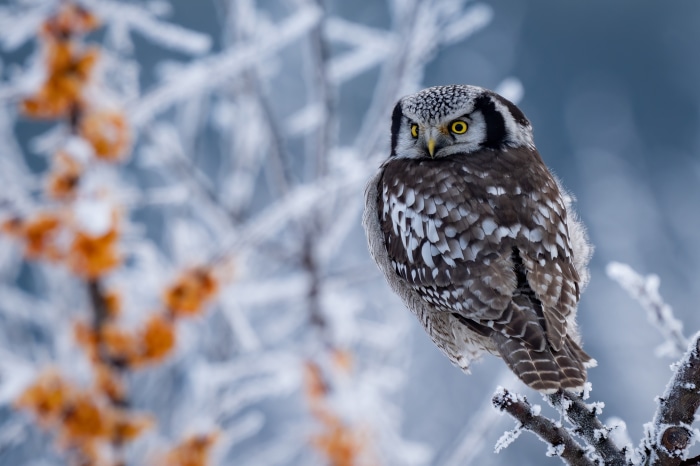 Northern Hawk Owl perched on a frosty branch