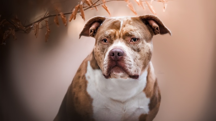 Pitbull dog with brown and white markings