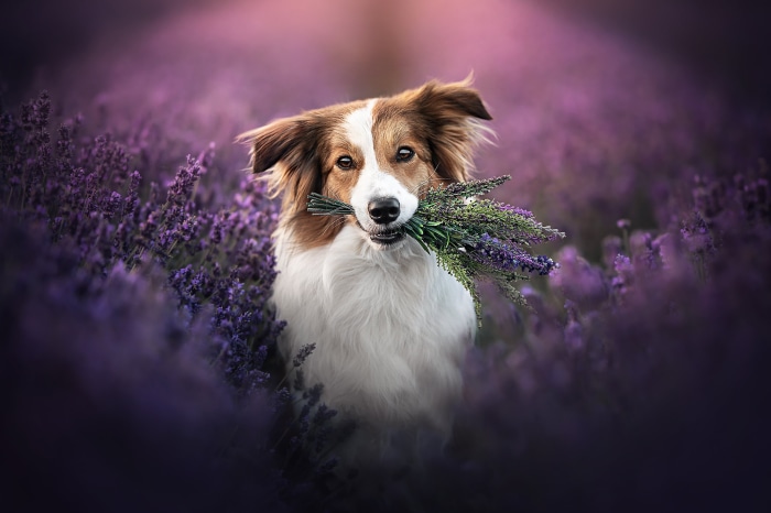 Dog holding lavender in a lavender field