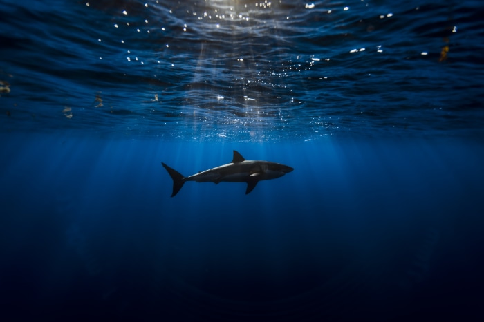 Shark swimming underwater in blue ocean 4K