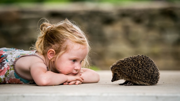 Young girl looking at a hedgehog
