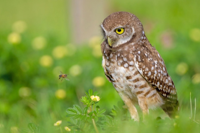 Burrowing owl and bee in green field
