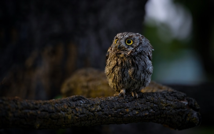 Western Screech Owl perched on a branch