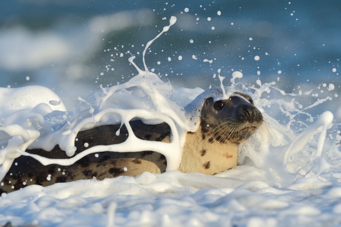 Seal splashing in ocean waves