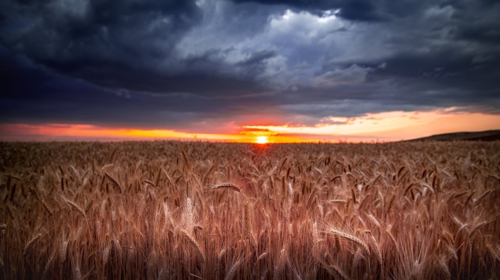 Wheat field at sunset with dark clouds