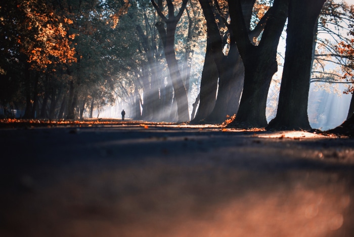 Autumn sunbeams on a path in Poznan, Poland