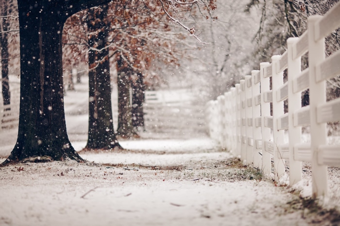 Snow falling on trees and a white fence