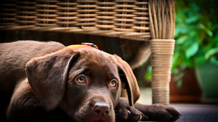 Chocolate Labrador Puppy with Orange Collar