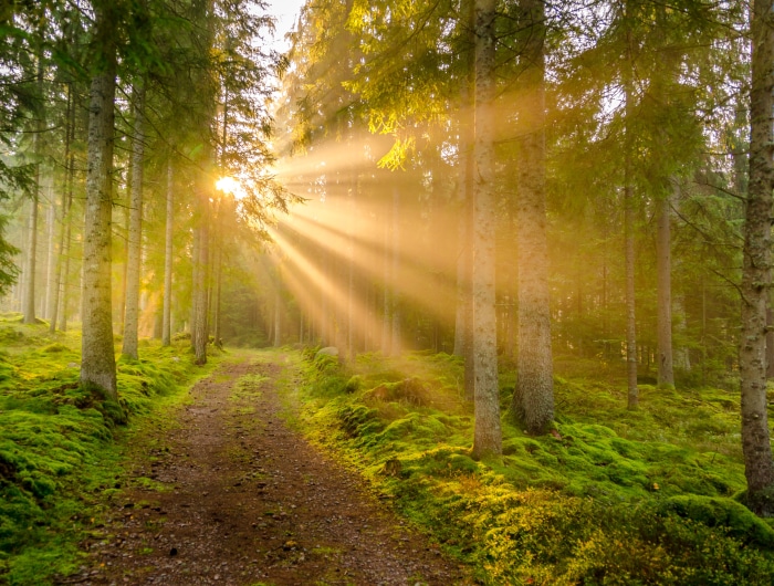 Sunbeams in a forest path in Markaryd, Sweden