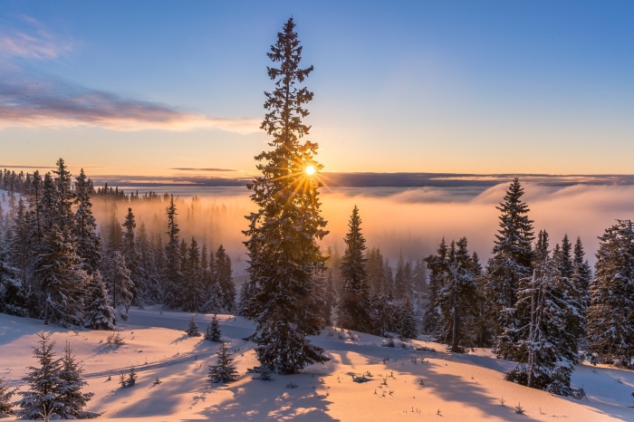Sunrise over a snowy forest with a sea of clouds