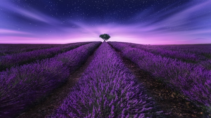 Lavender field at night with a lone tree