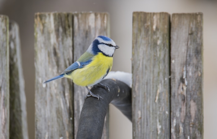 Blue Tit perched on a branch near wooden fence
