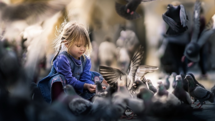 Girl feeding pigeons in 4K