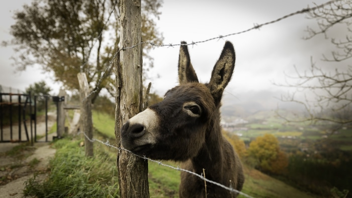 Donkey behind a barbed wire fence