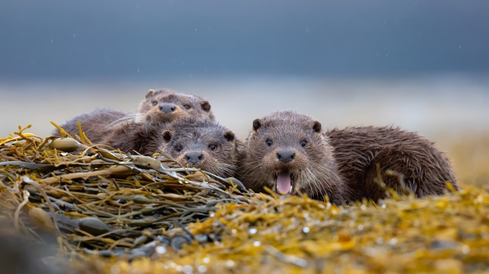 Three otters peeking from seaweed