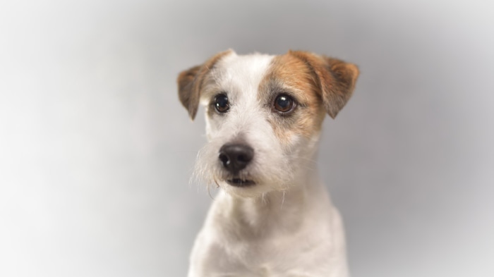 Close-up of a Jack Russell Terrier dog