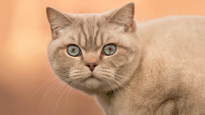 Close-up of a British Shorthair cat with blue eyes
