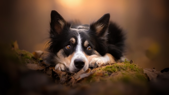 Border Collie dog resting in a forest