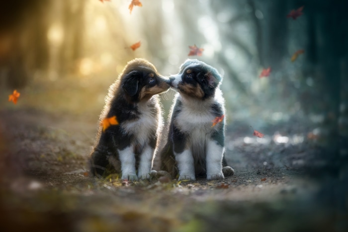 Two puppies kissing in autumn forest