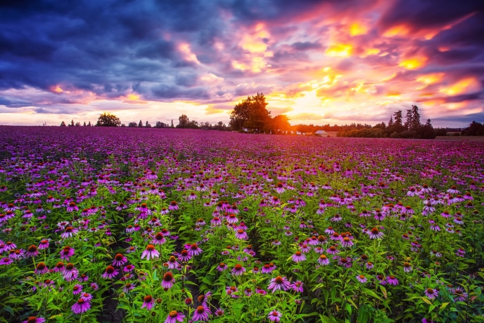 Field of Purple Echinacea Flowers at Sunrise