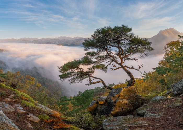 Pine tree on a rocky cliff overlooking a sea of clouds in South Korea