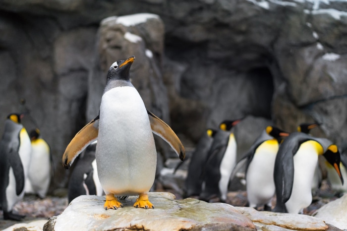 Penguins in a rocky enclosure 4K