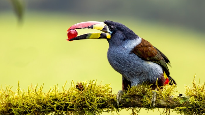 Gray-breasted Mountain Toucan with Berry