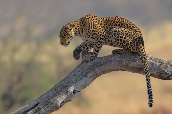 Leopard on a tree branch