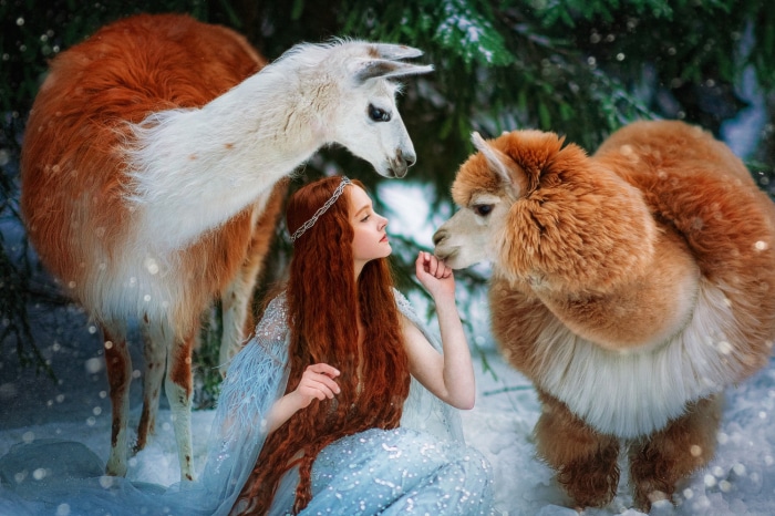 Redhead girl with llamas in a snowy forest