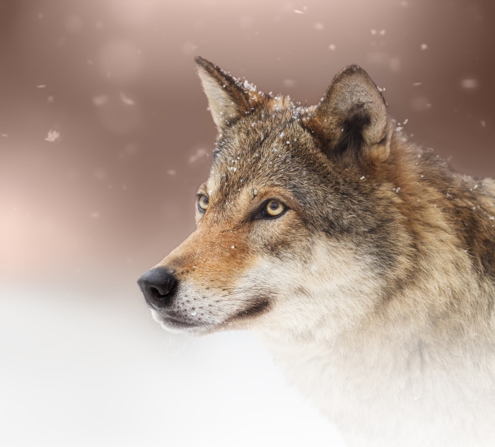 Wolf in the snow
