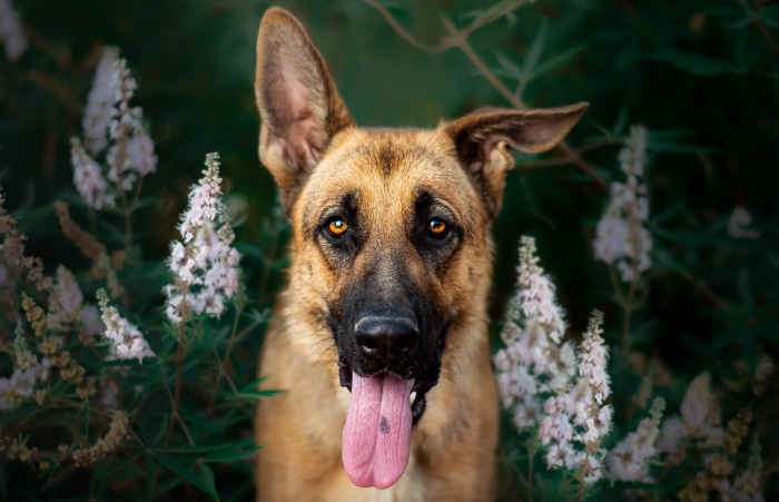 German Shepherd dog with tongue out