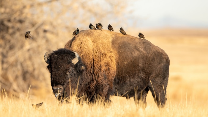 American Bison with Birds 4K